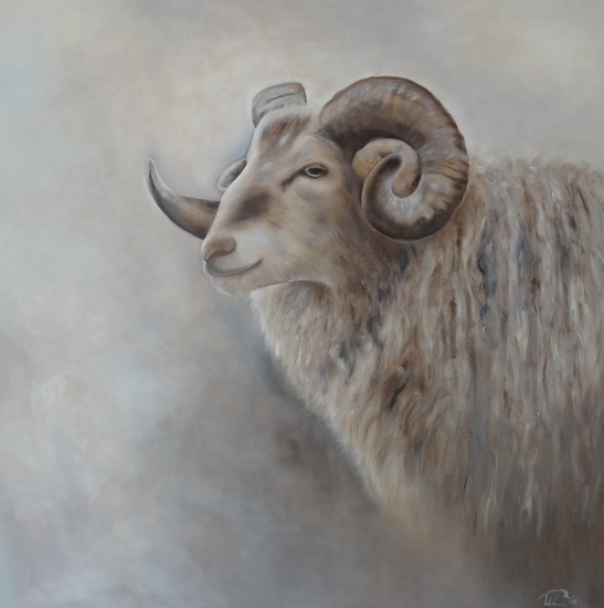 Drents heideschaap 111