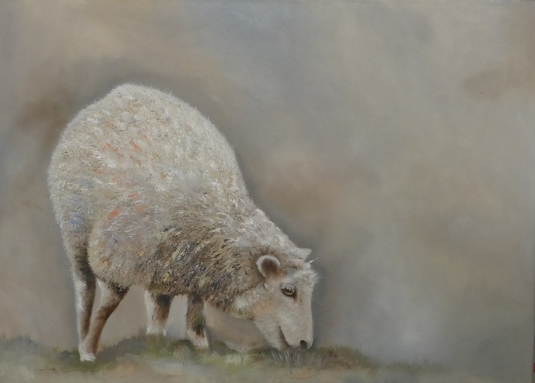 Schaap