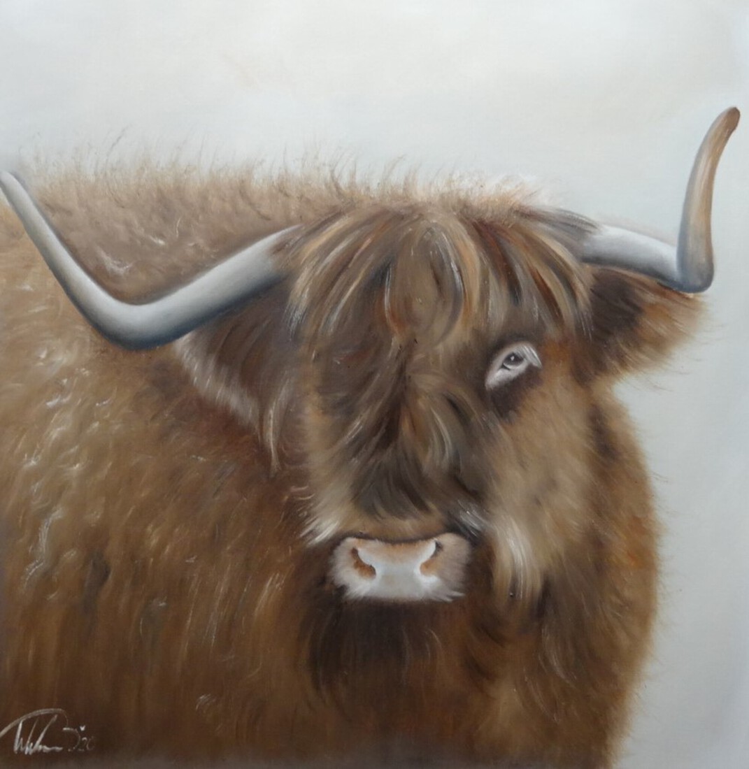 Schotse Hooglander 209 