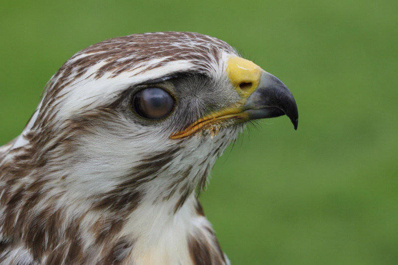 Buizerd