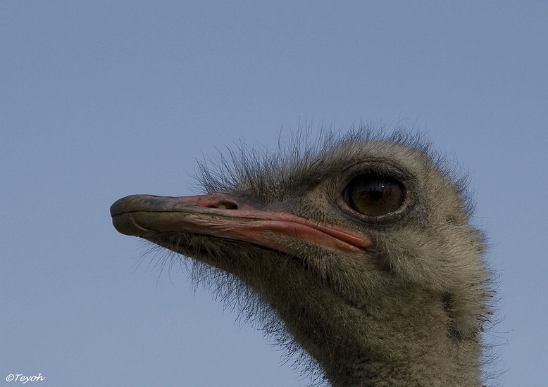 Struisvogel