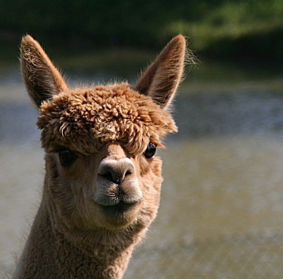 Alpaca