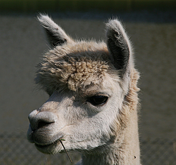 Alpaca