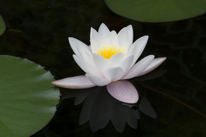 Waterlelie