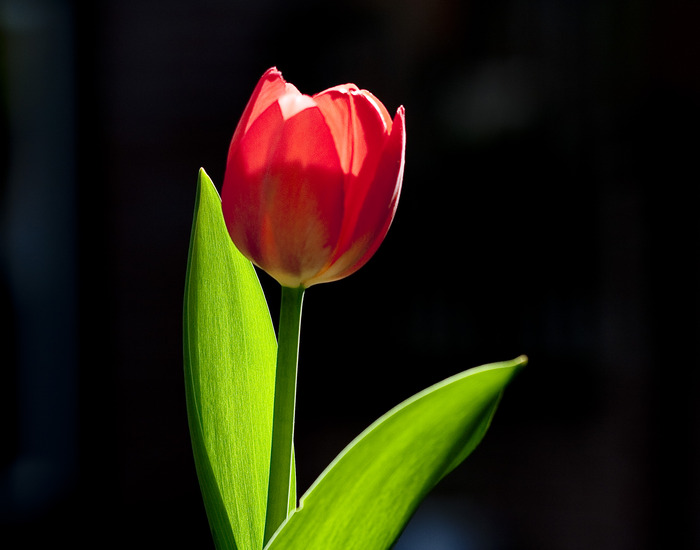 Tulp