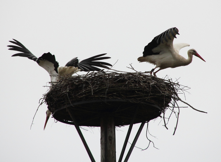 Storks