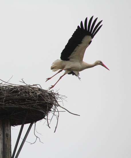 Storks