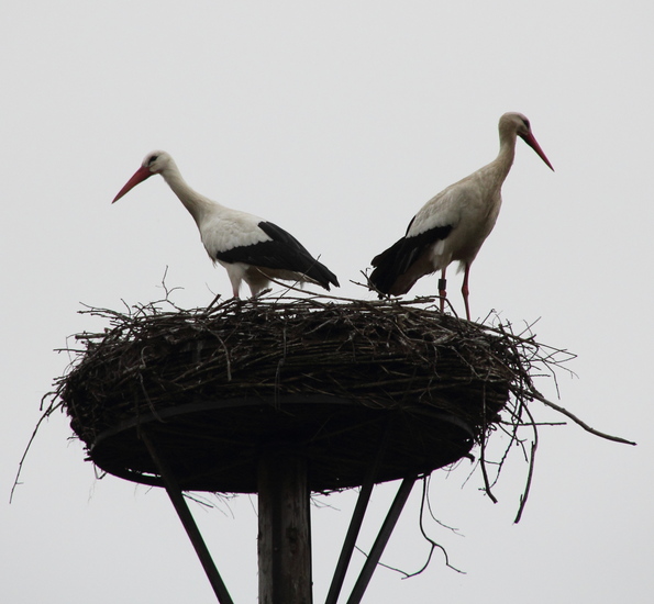 Storks