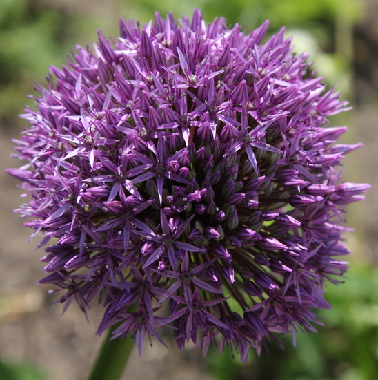 Allium