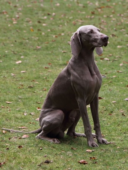 Weimaraner