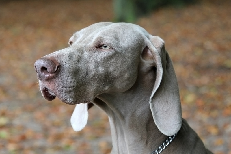 Weimaraner