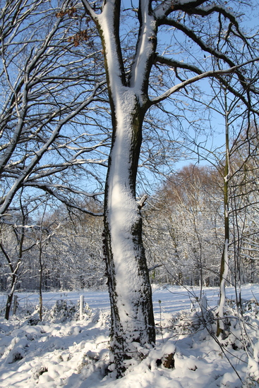 Winter 2012