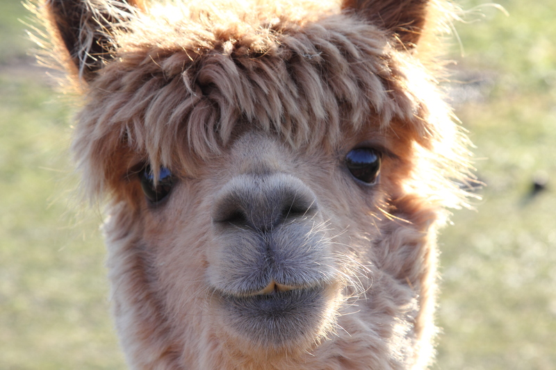Alpaca