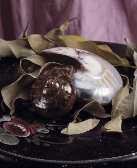 Compositie met schelpen