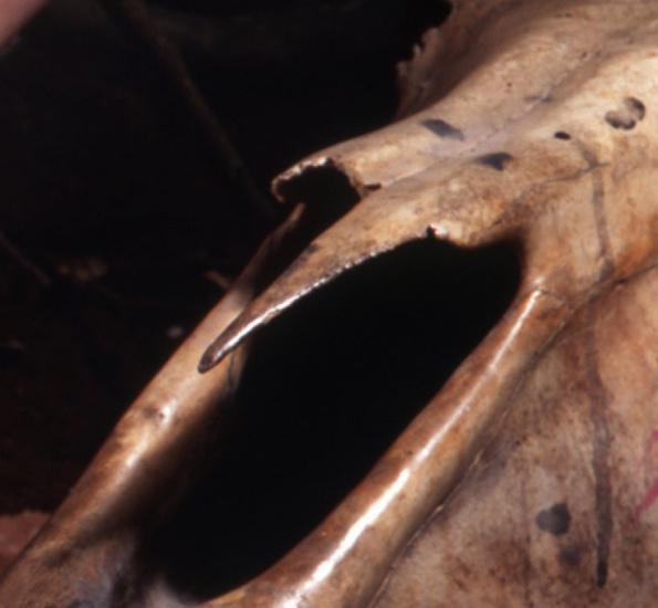 detail I had a dream