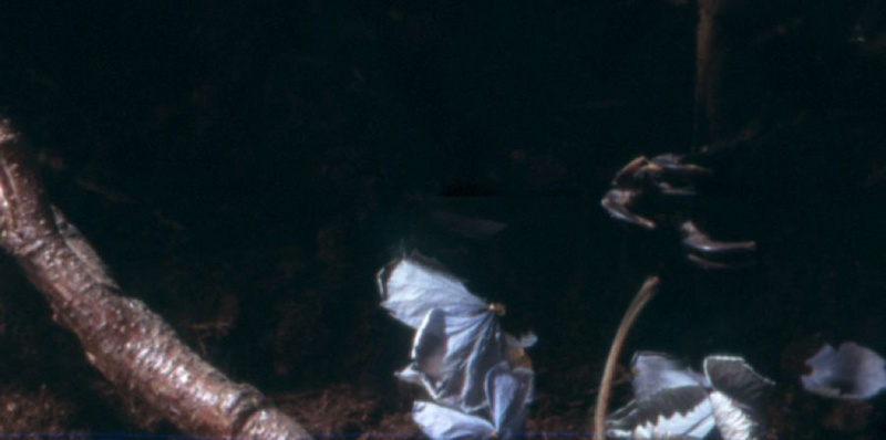 detail What it was about