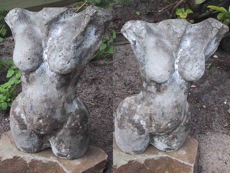 torso