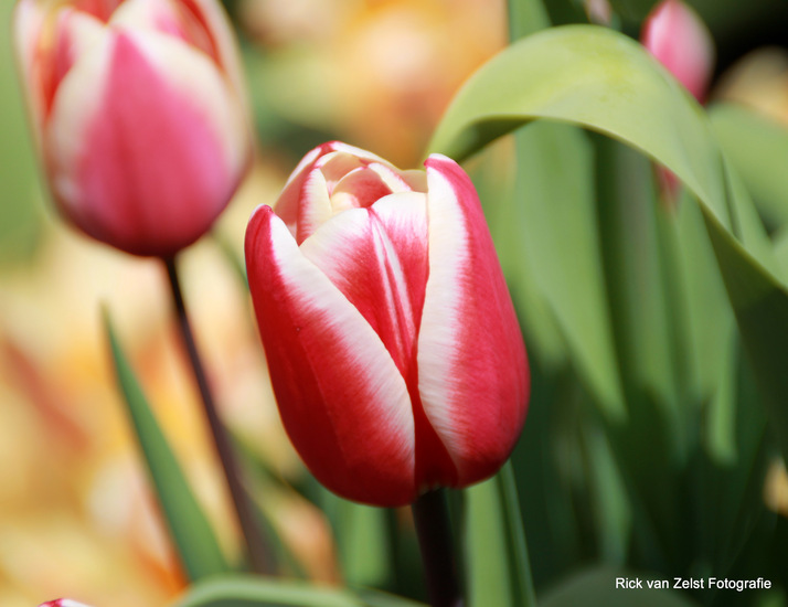 Tulp