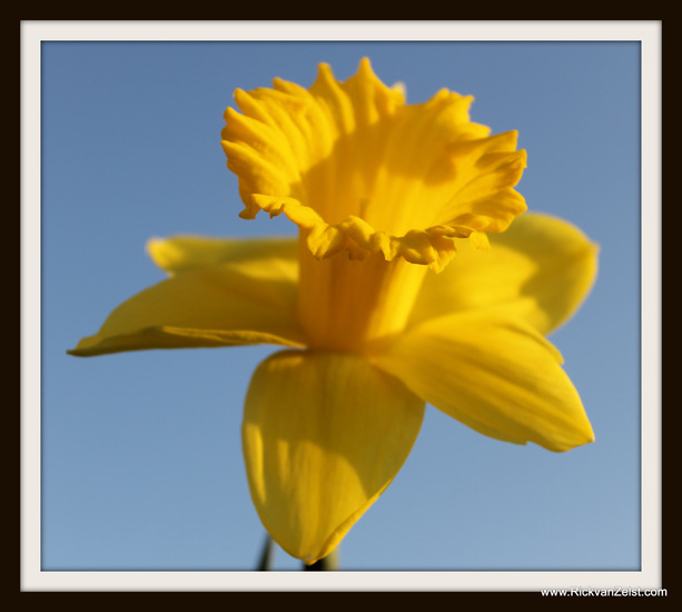 Narcis