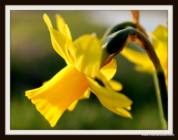 Narcis