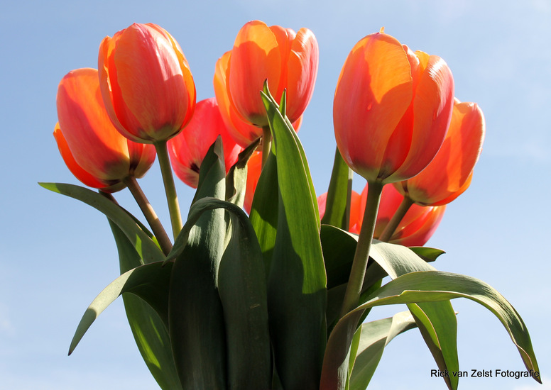 Tulp