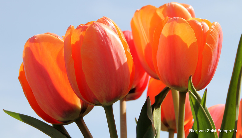 Tulp
