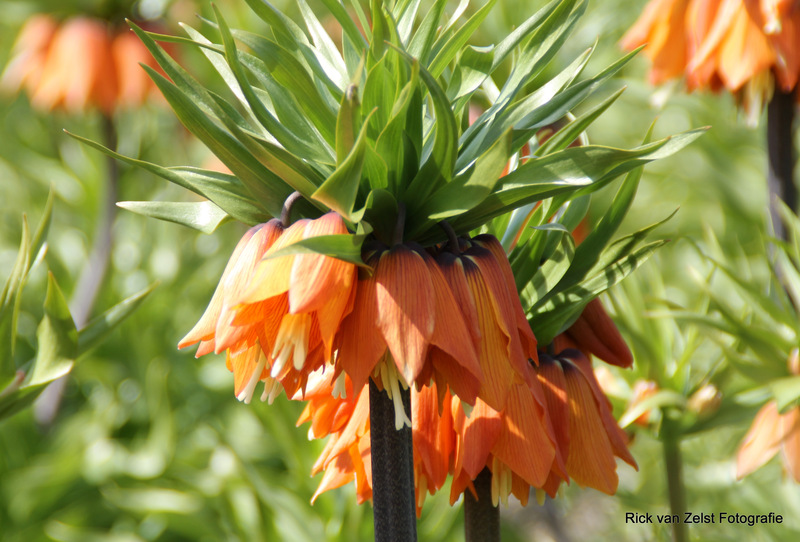 Fritillaria