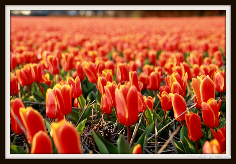 Tulp