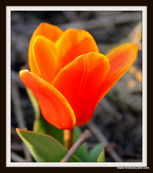 Tulp