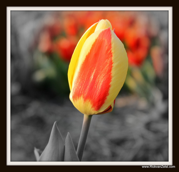 Tulp