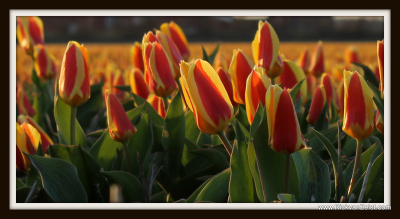 Tulp