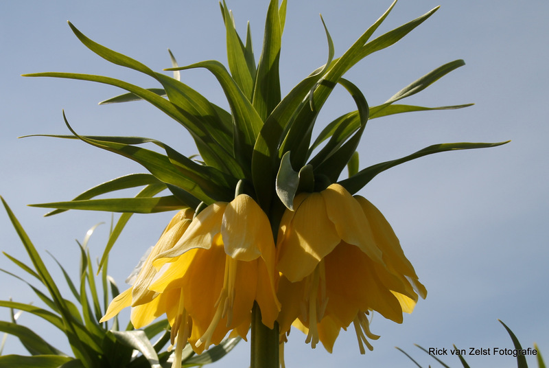Fritillaria