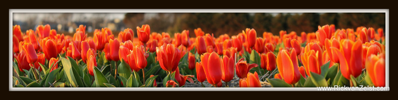 Tulp