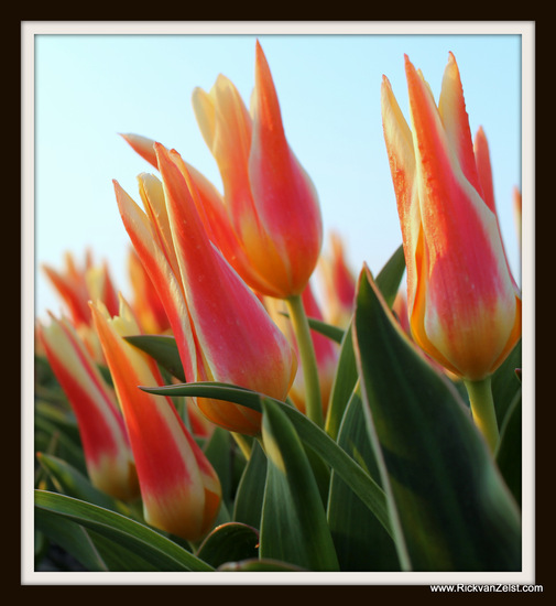 Tulp