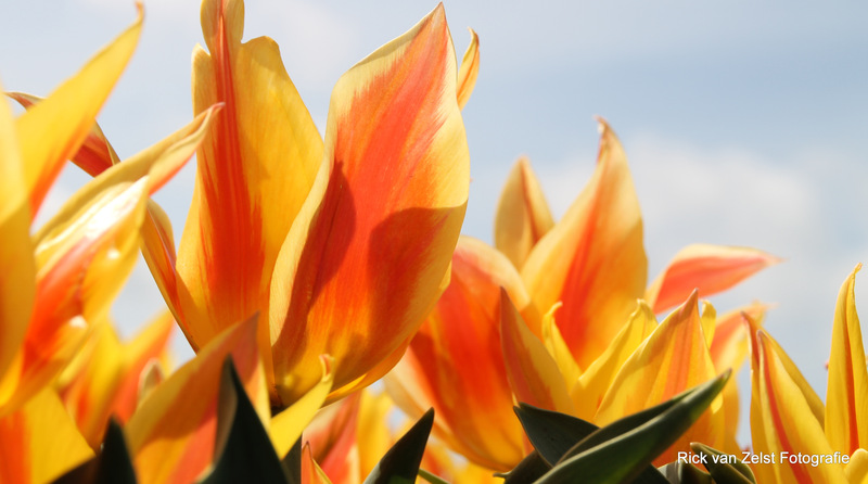 Tulp