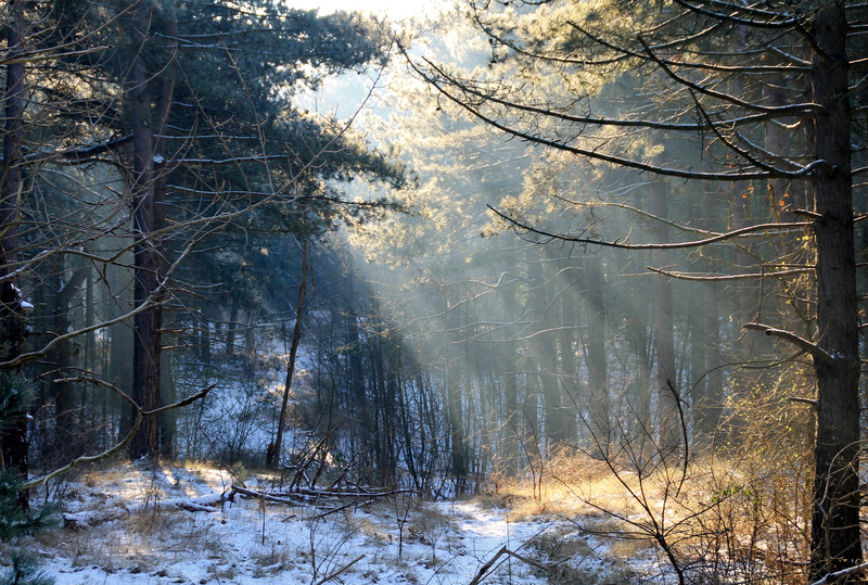 Winter zonnenstralen