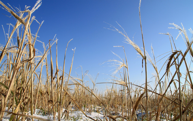 winter stro