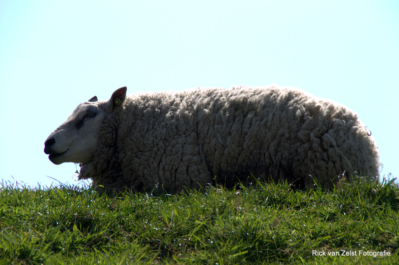 schaap
