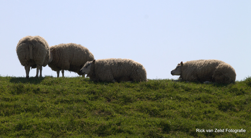 schapen