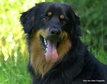 Dieren Foto shoots