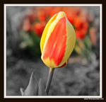 Flora / Fauna