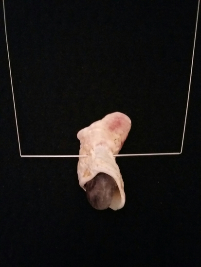 Geen parel (éne zijde)