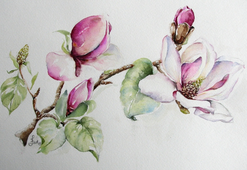 Magnolia