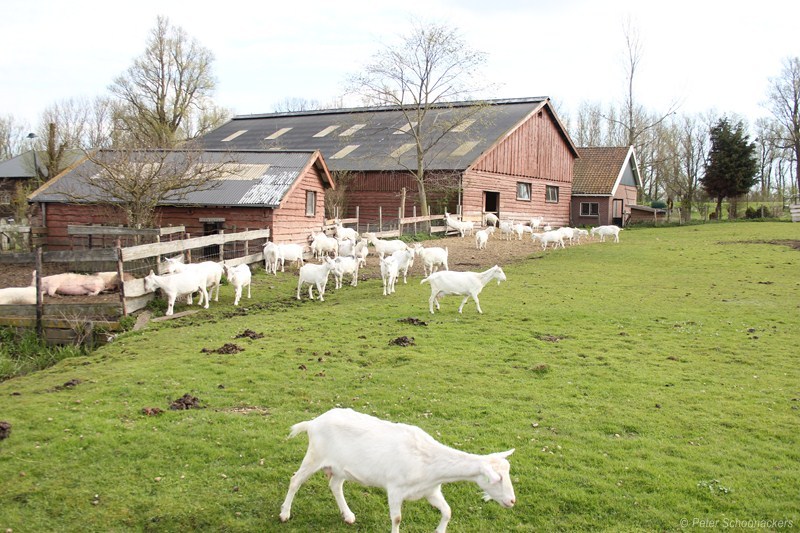 geitenboerderij
