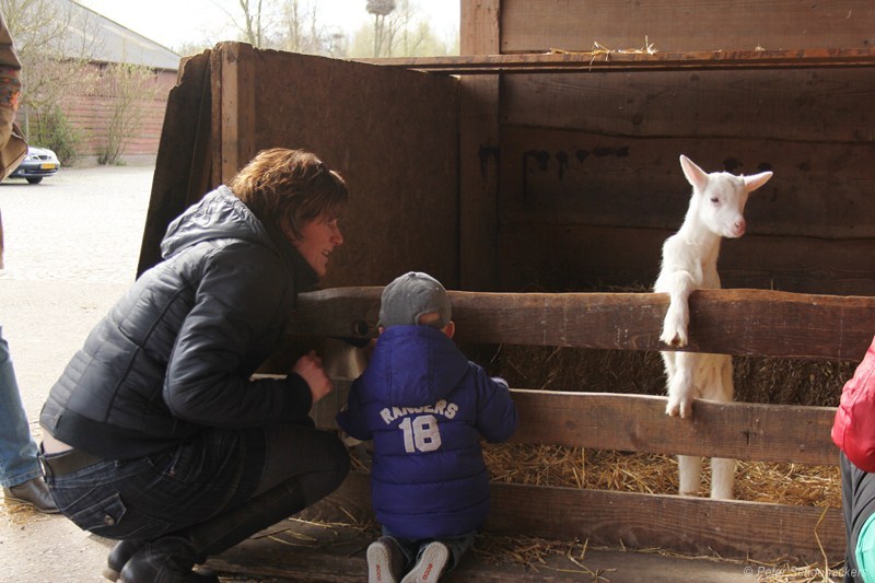 geitenboerderij