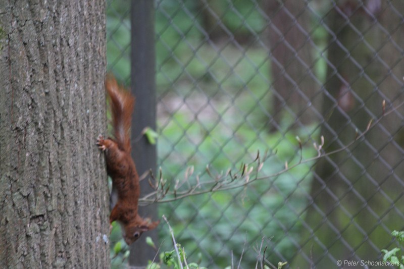 Bruine eekhoorn