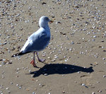 vakantie zeeland 2012 met de kids.