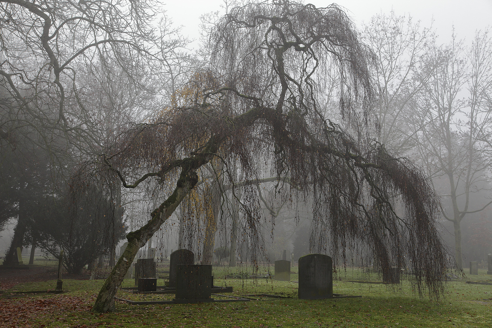 Bomen op een oude begraafplaats