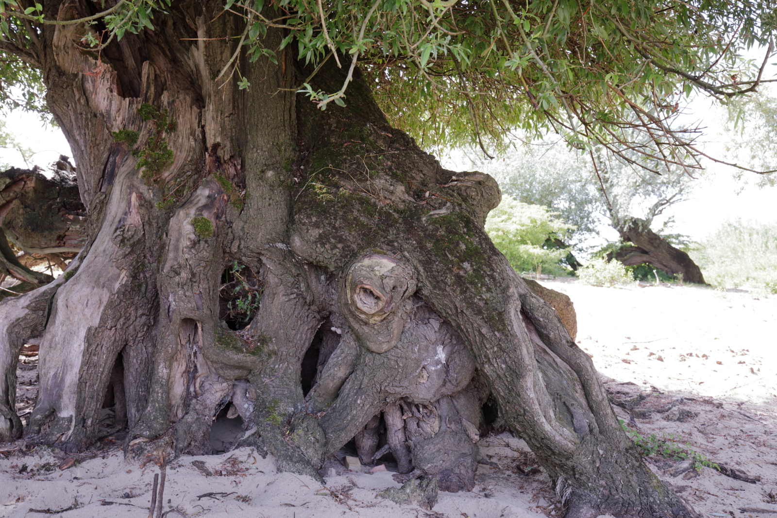 Zwarte wilgen op het strand II