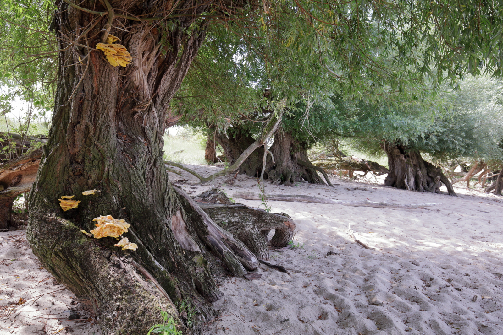 Zwarte wilgen op het strand III